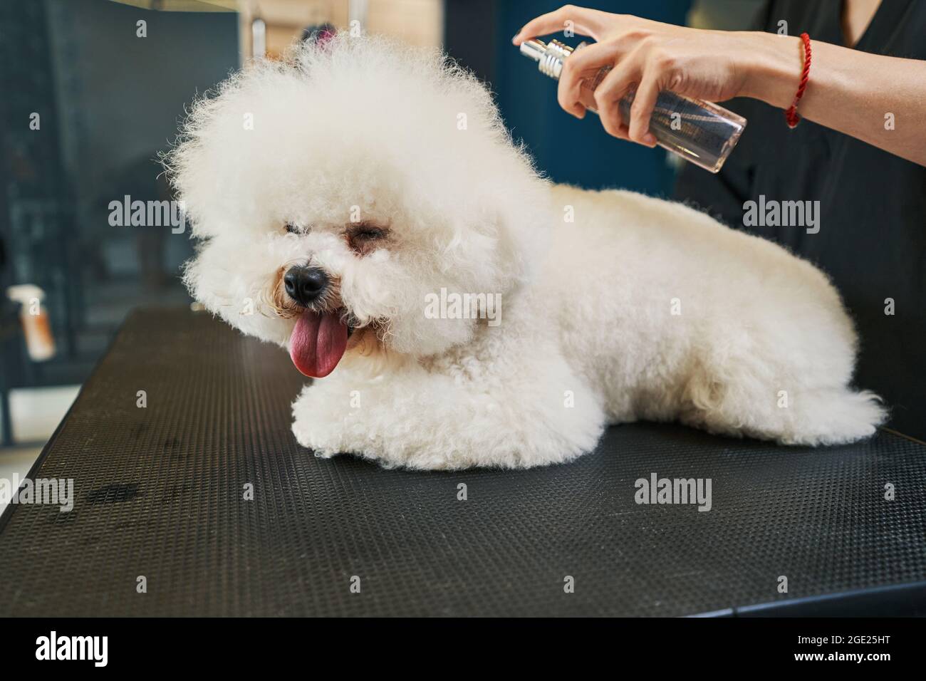 Applying hair detangler on the fur of fluffy dog Stock Photo