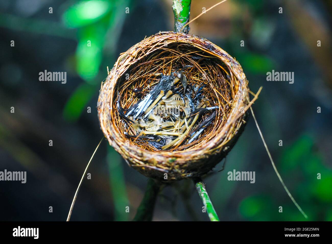 The remains of the baby bird died inside its nest. The concept of saves the bird. Stock Photo