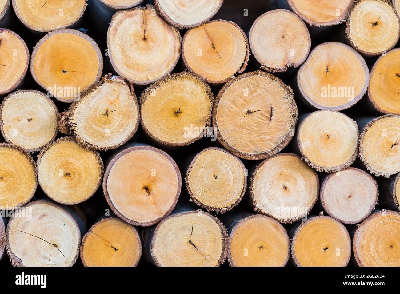 pile of cut tree logs wood texture background Stock Photo - Alamy