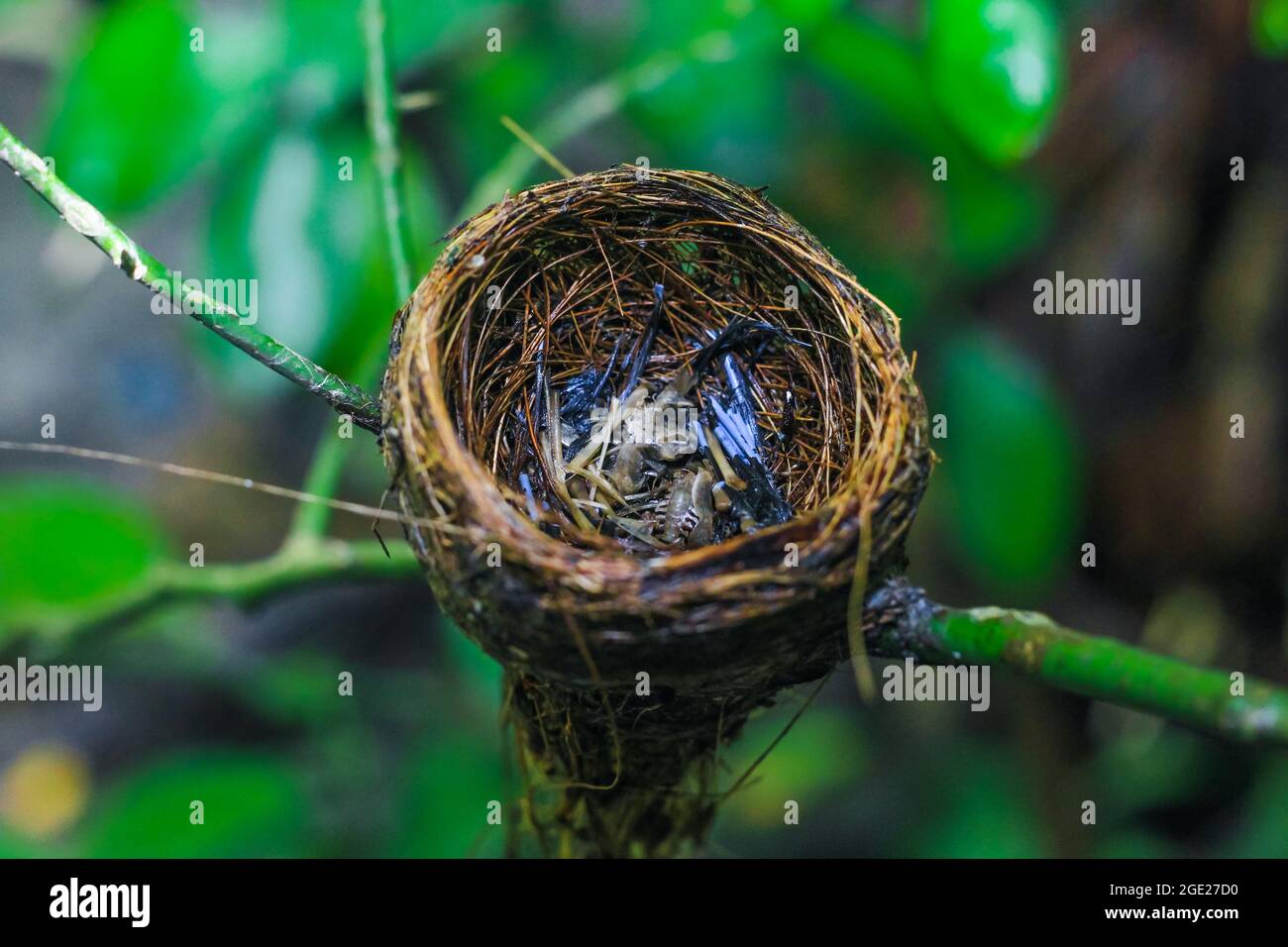 The remains of the baby bird died inside its nest. The concept of saves the bird. Stock Photo