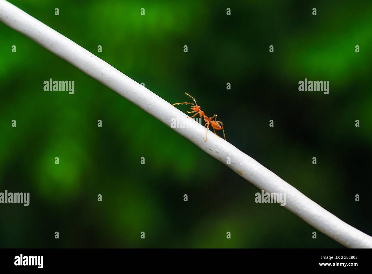 Shot near the red ant, climb the rope. Ants on rope blur background. Red ant collecting water on a rope. Stock Photo