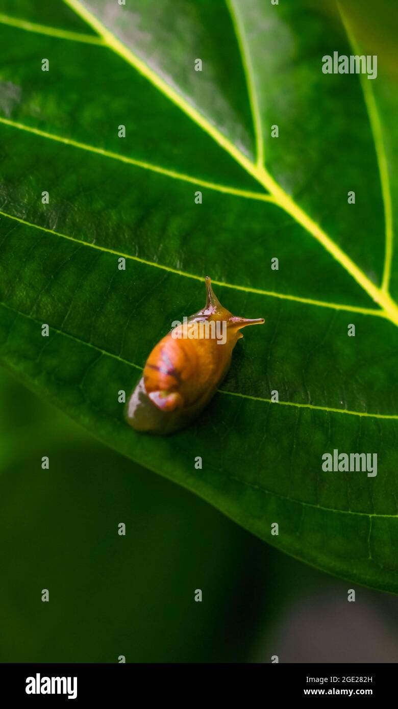 Garden snail (Helix asperse) on green leaf isolated. Save Earth concept. Snail on a green leaf, green nature background. Wild nature, environment. Stock Photo