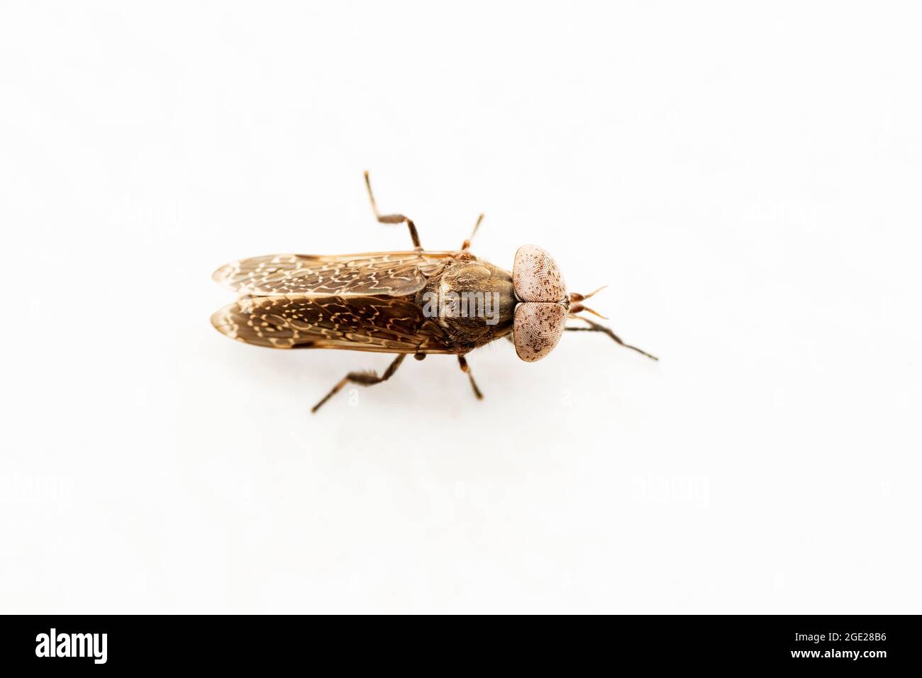 Grey Horsefly, Haematopota pluvialis, Satara, Maharashtra, India Stock Photo