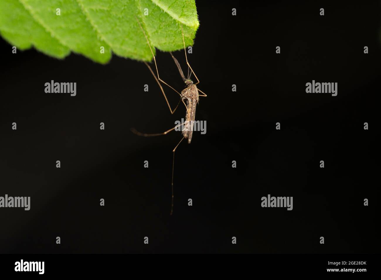 Inland floodwater mosquito, Ades vexans, Satara, Maharashtra, India. vector of several diseases, including West Nile virus and dog heartworm Stock Photo