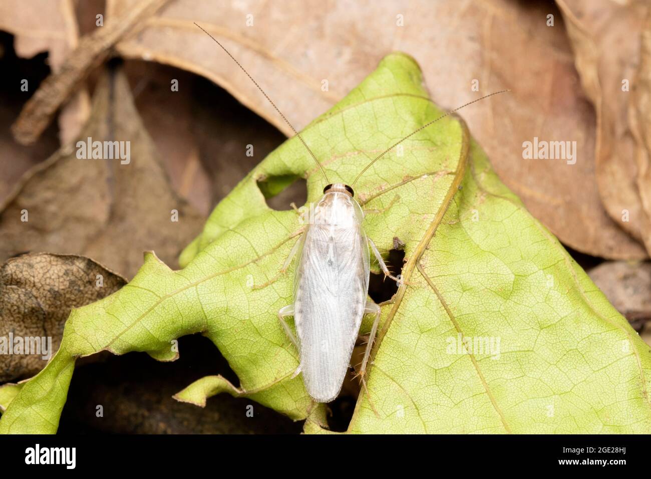White morph of cockroach, Blatella germanica, Satara, Maharashtra, India Stock Photo
