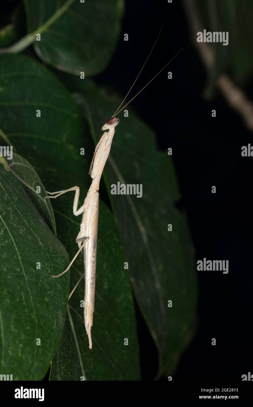Lateral of white mantis, Phyllothelys werneri, Satara, Maharashtra, India Stock Photo