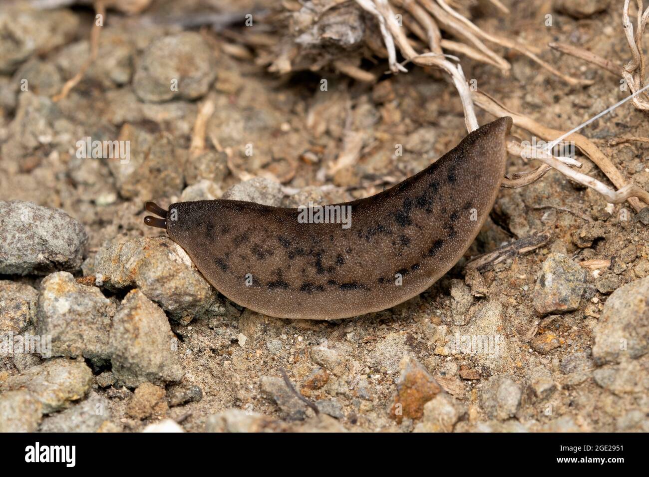 Tropical leatherleaf slug, Laevicaulis alte, Satara, Maharashtra, India Stock Photo