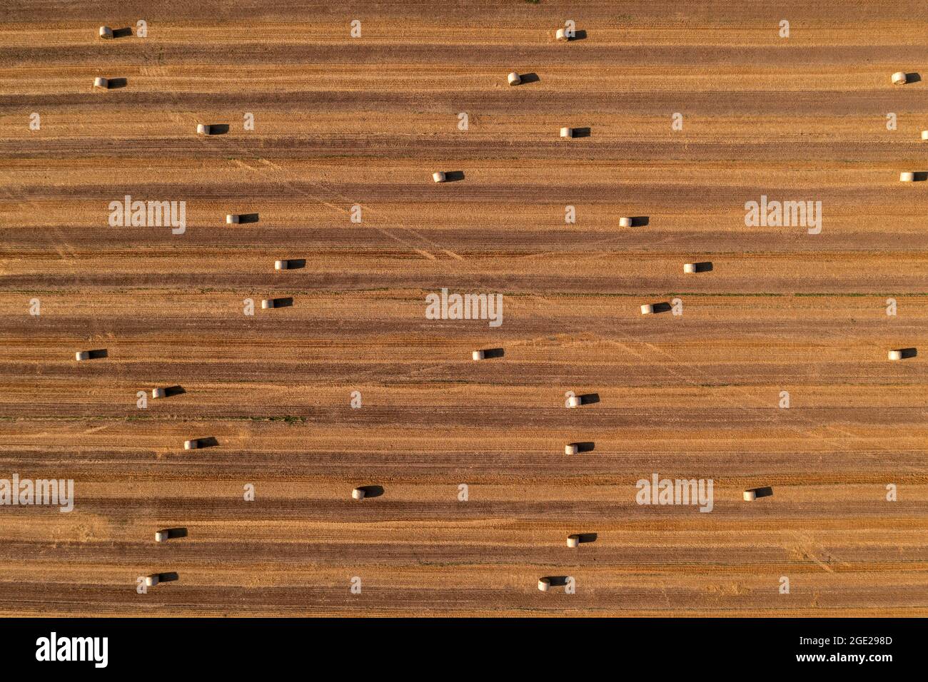 Aerial view of rolled hay bales in harvested wheat field from drone pov, high angle top view photography Stock Photo