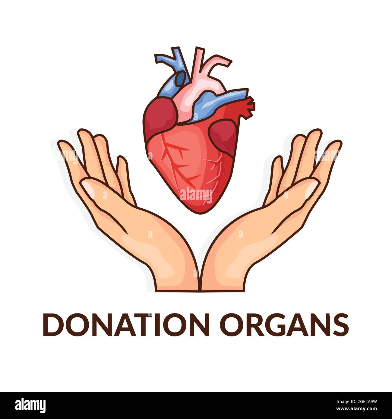 donation organs. donation heart for cardiac transplantation. vector illustration design icon Stock Vector