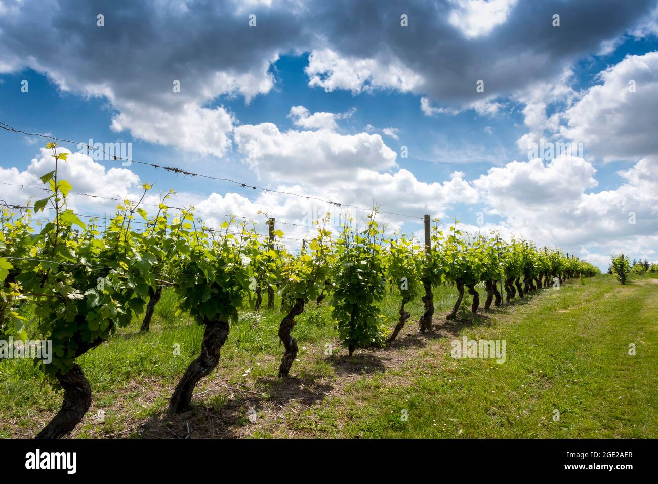 Vineyard of Saulcet near Saint Pourçain, Allier department, Auvergne-Rhone-Alpes, France, Europe Stock Photo