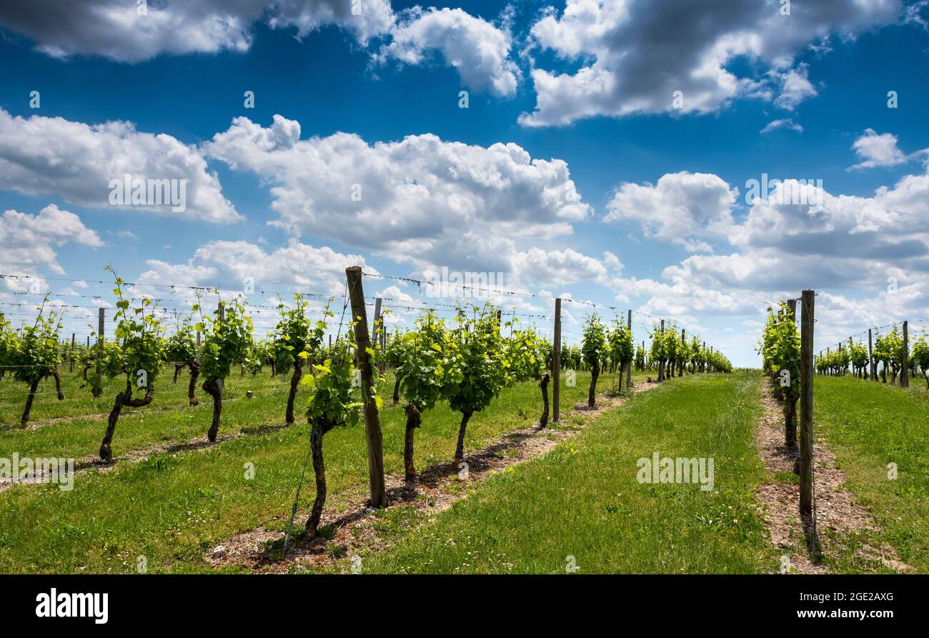 Vineyard of Saulcet near Saint Pourçain, Allier department, Auvergne-Rhone-Alpes, France, Europe Stock Photo