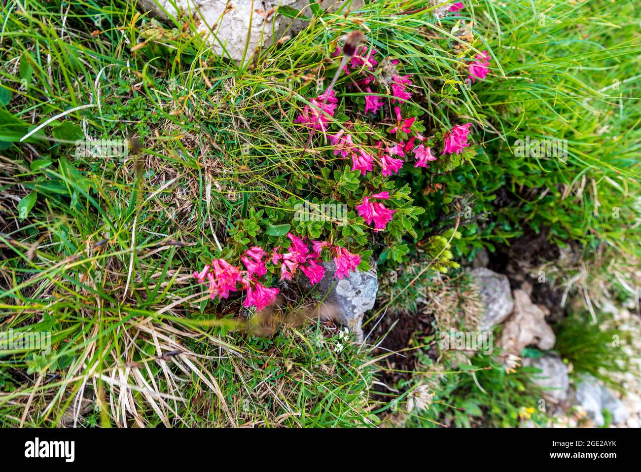 Flowering Rhododendron hirsutum plants on Latemar mountain group in Dolomites mountains in Italy Stock Photo
