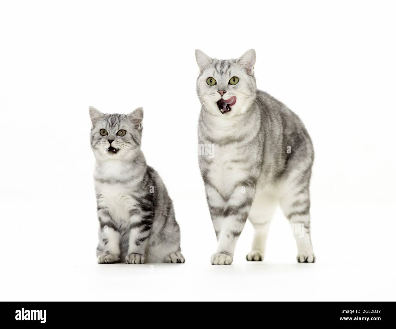 British Shorthair. Tabby mother with kitten. Studio picture against a white background. Germany Stock Photo