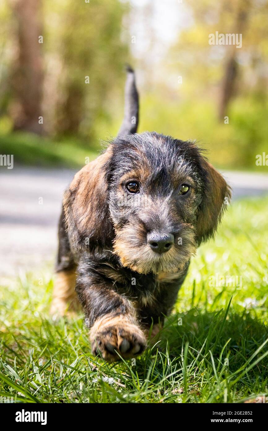 Wire-haired Dachshund. Puppy (3 month old) walking towards the camera.  Germany Stock Photo - Alamy