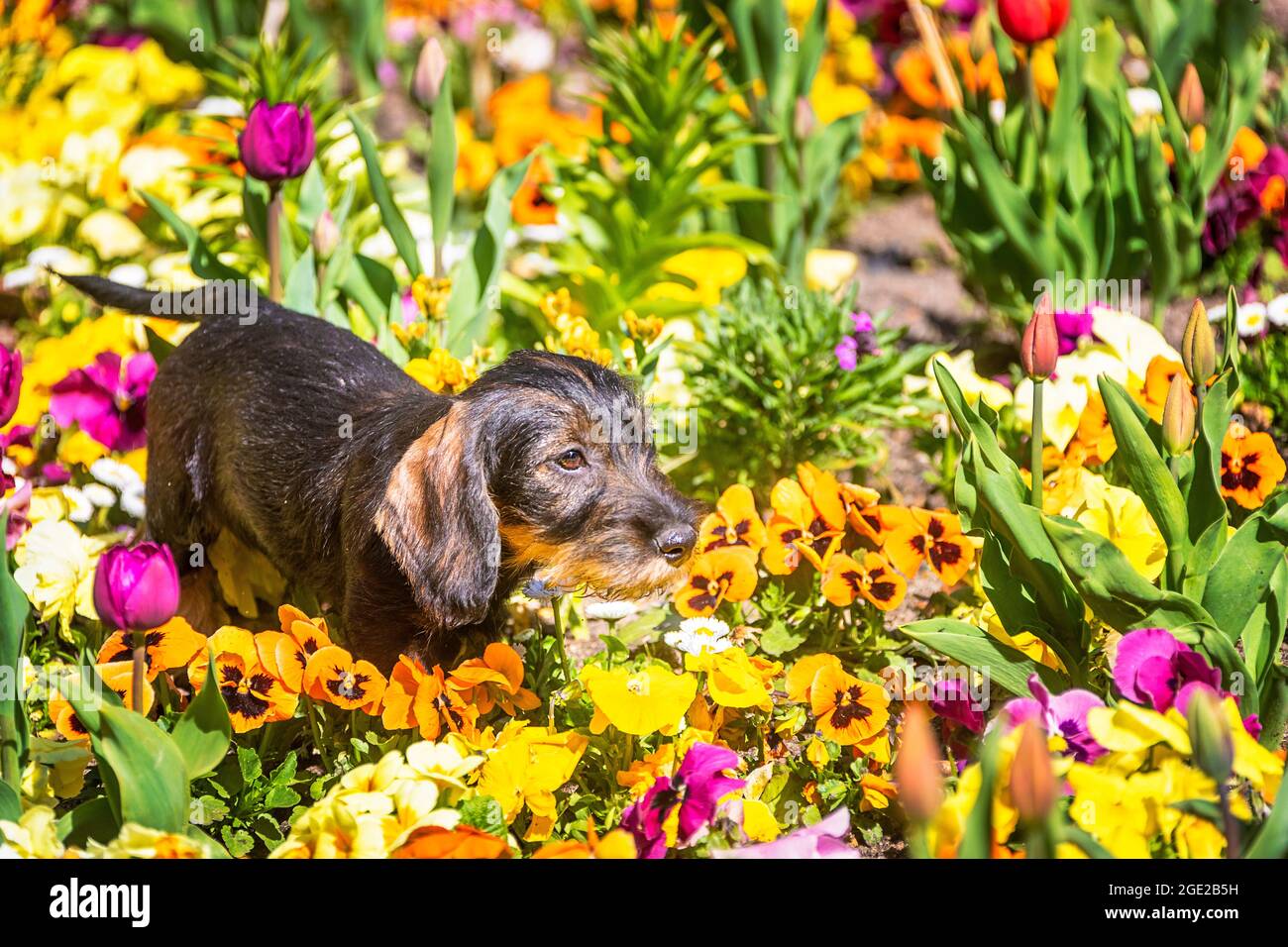 Wire-haired Dachshund. Puppy (3 month old) among spring flowers. Germany Stock Photo