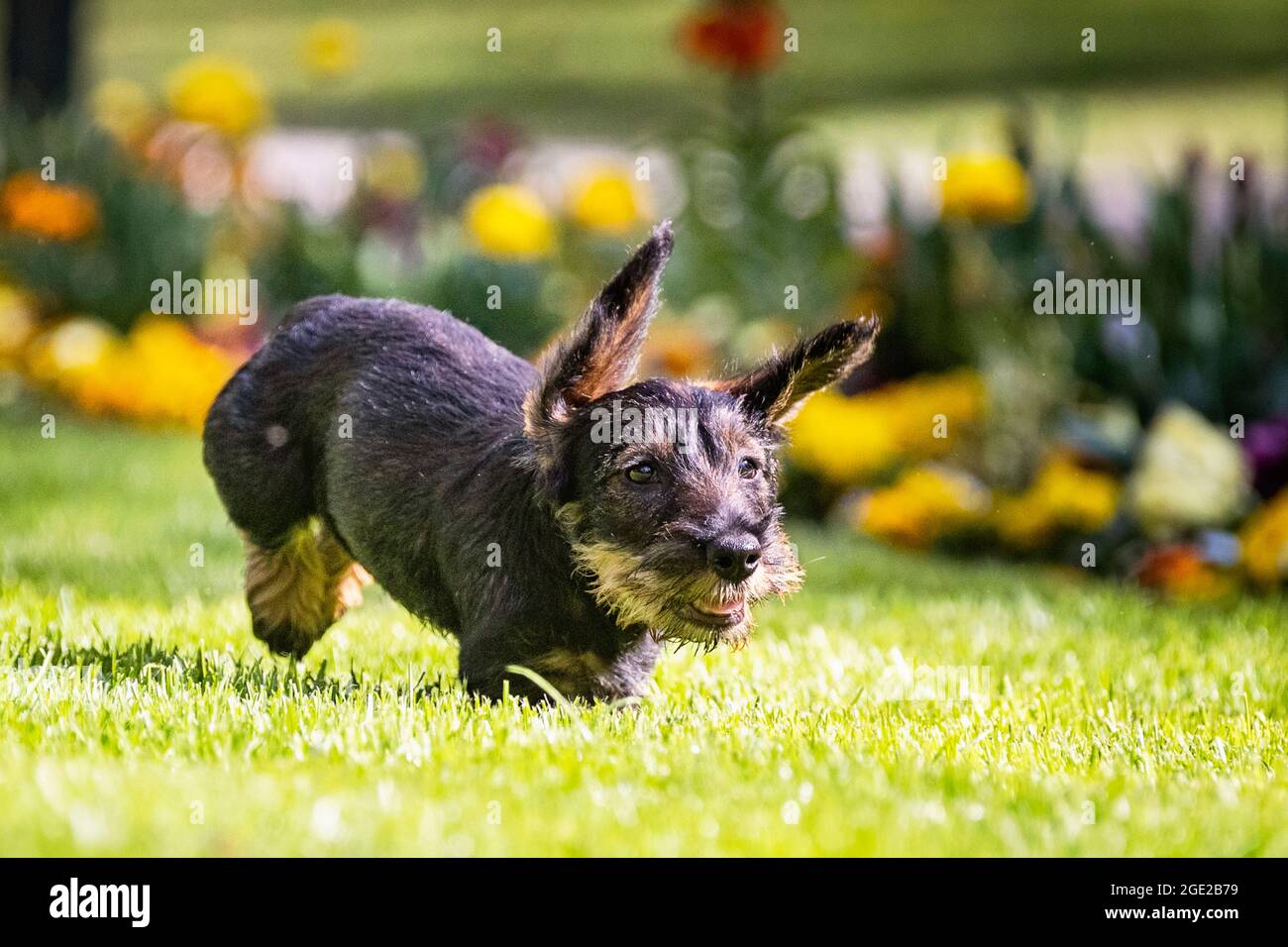 Wire-haired Dachshund. Puppy (3 month old) running on a lawn. Germany Stock Photo