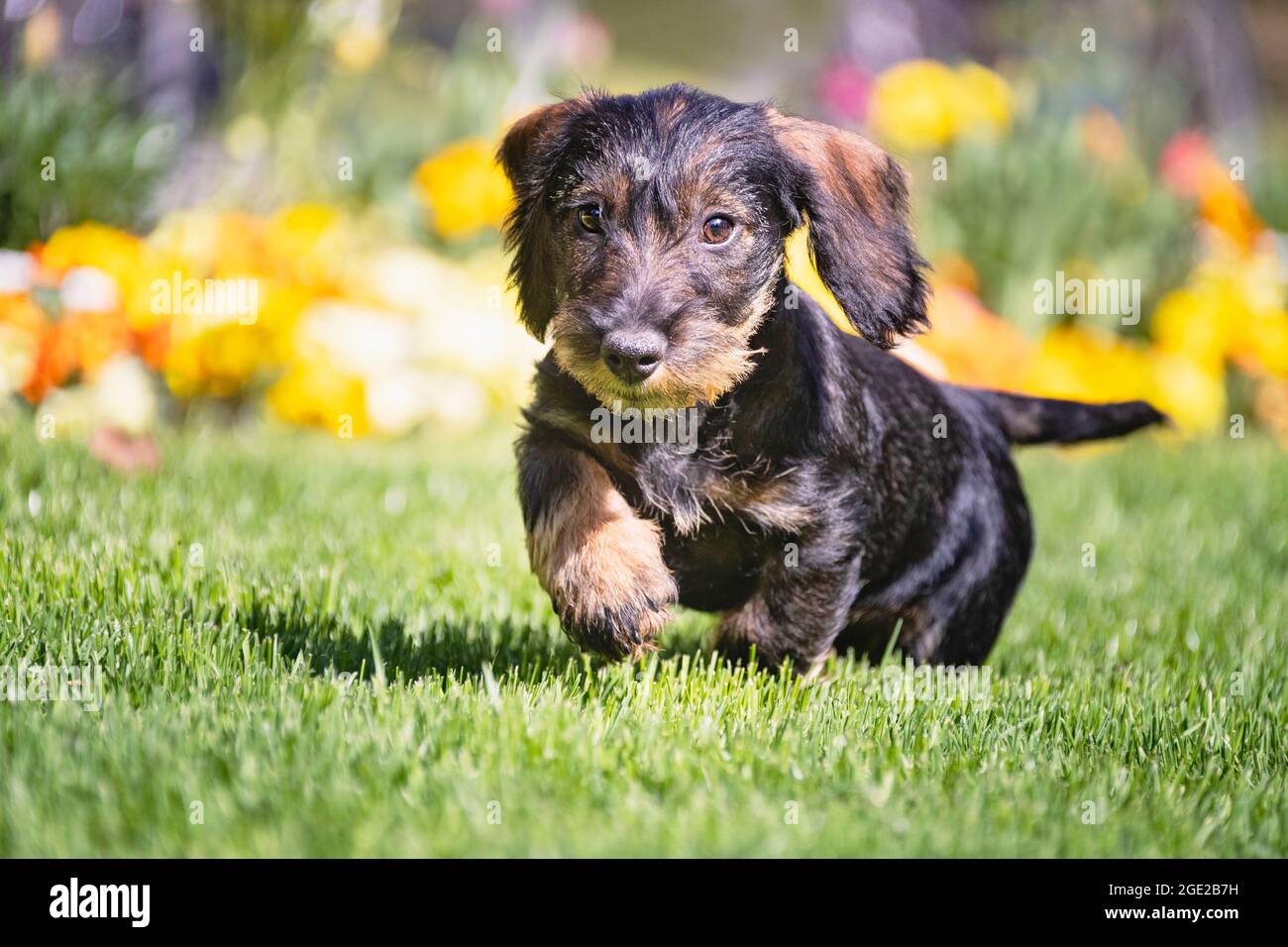 Wire-haired Dachshund. Puppy (3 month old) running towards the camera. Germany Stock Photo