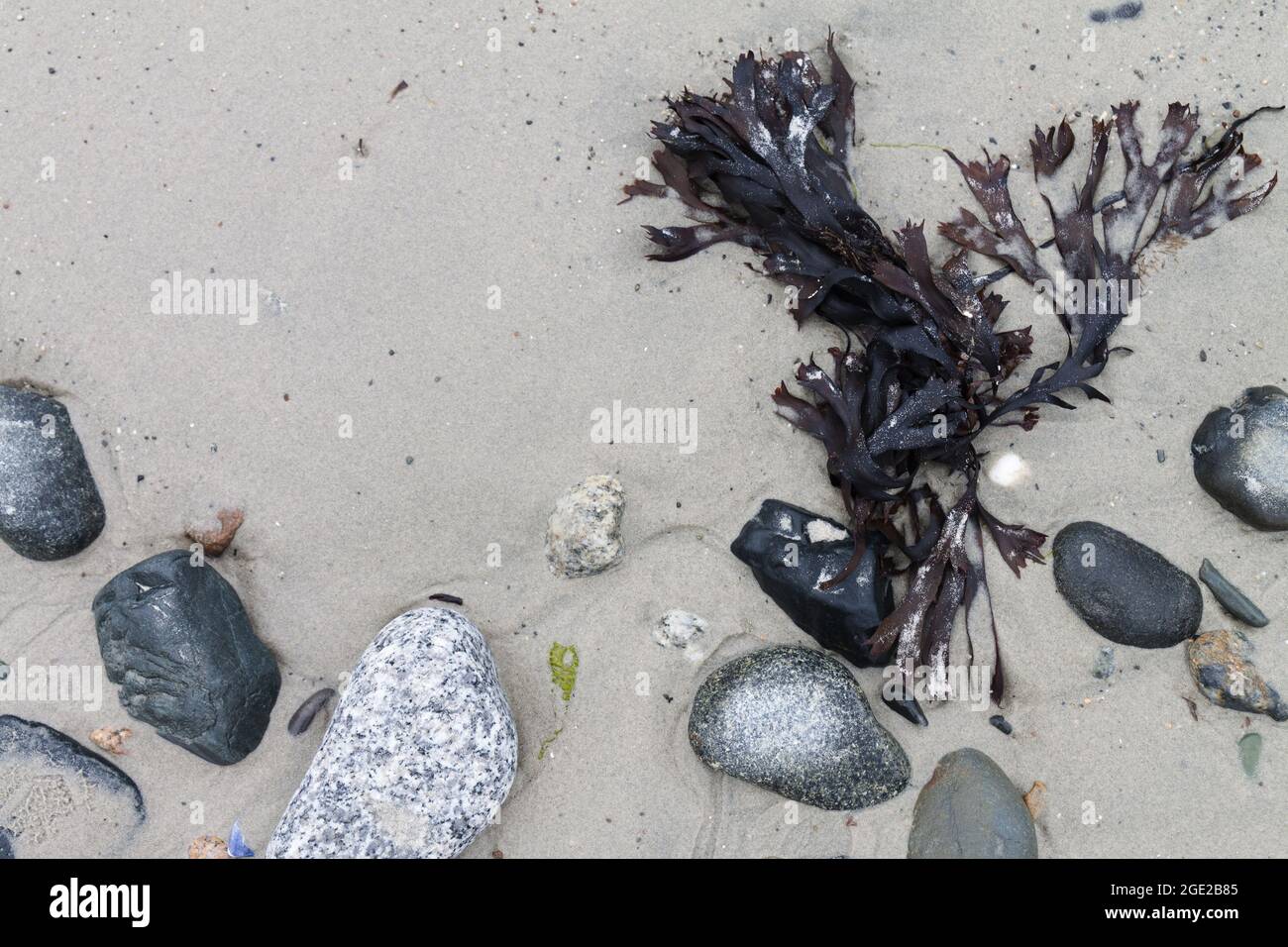 Closeup shot white beach hi-res stock photography and images - Alamy