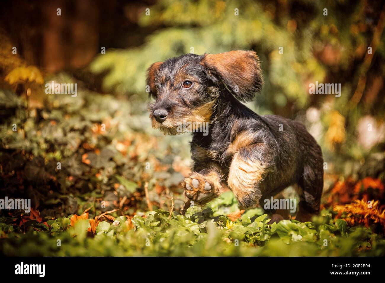 Wire-haired Dachshund. Puppy (3 month old) running in vegetation. Germany Stock Photo