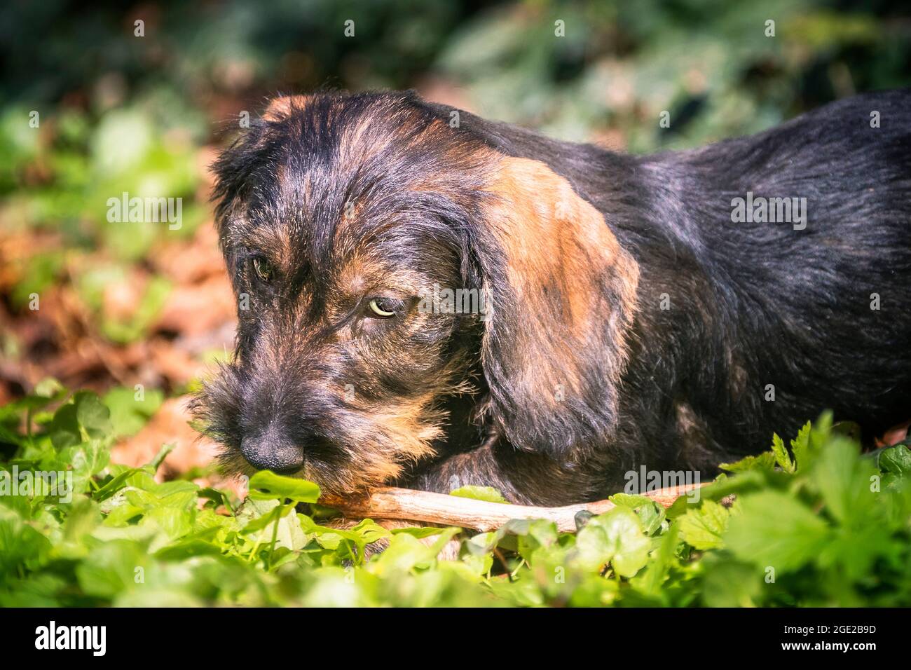 Wire-haired Dachshund. Puppy (3 month old) guarding its stick. Germany Stock Photo