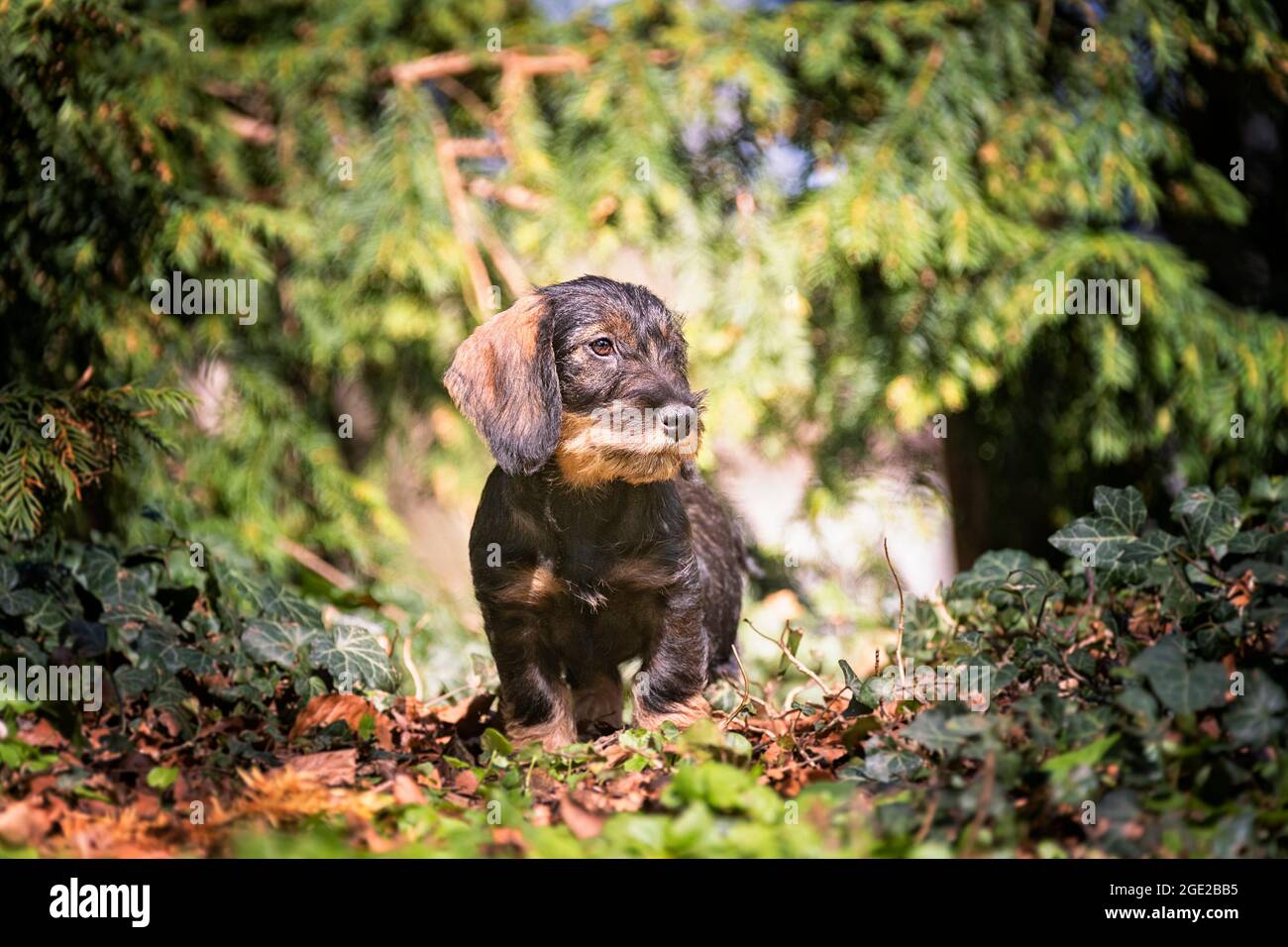 Wire-haired Dachshund. Puppy (3 month old) standing in vegetation. Germany Stock Photo