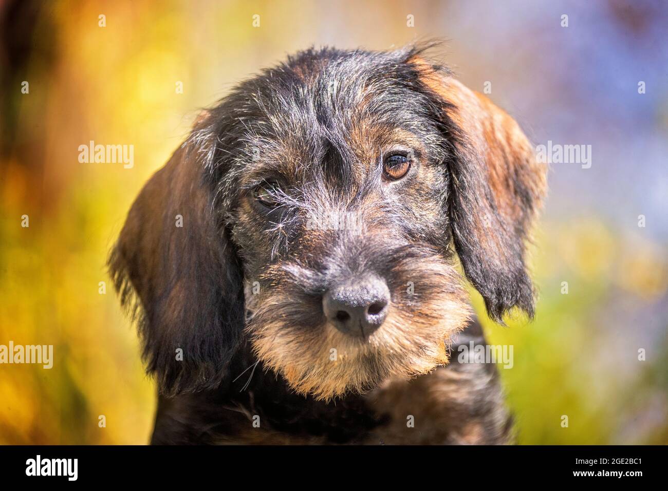 Wire-haired Dachshund. Portrait of a puppy (3 month old) Stock Photo