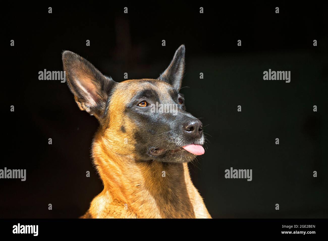 Belgian Shepherd, Malinois. Portrait of adult, seen against a black background. Germany Stock Photo