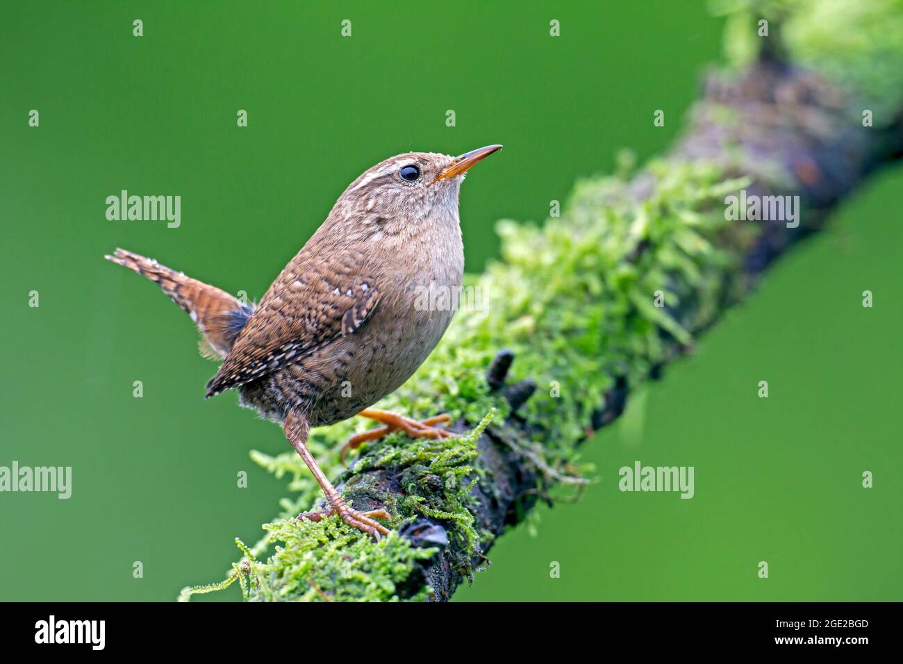 Eurasian Wren (Troglodytes troglodytes). Male on a mossy branch. Germany Stock Photo