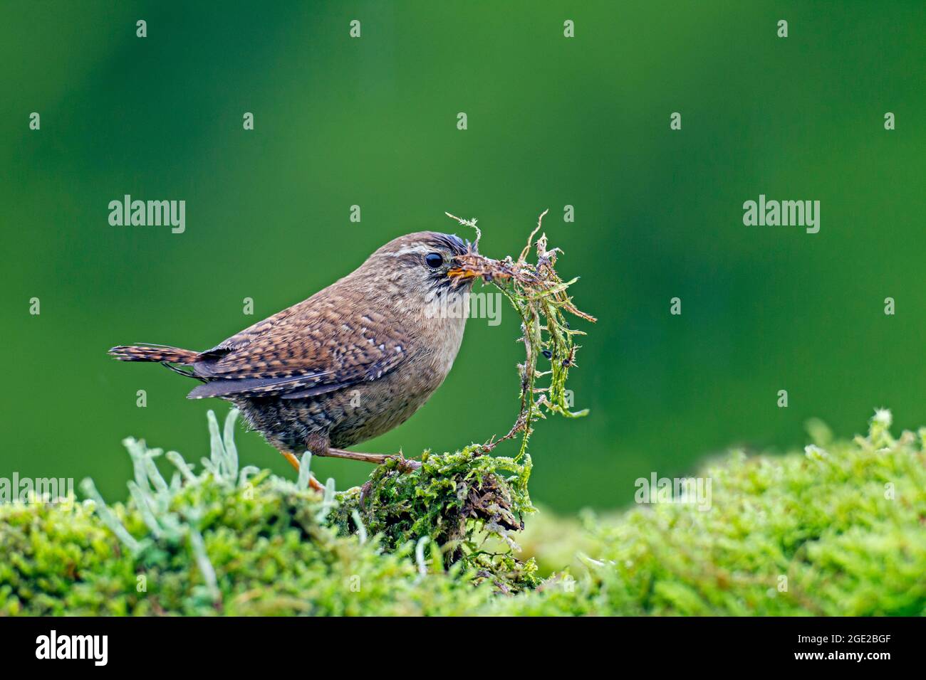 Eurasian Wren (Troglodytes troglodytes) carrying nesting material in its beak, Germany Stock Photo