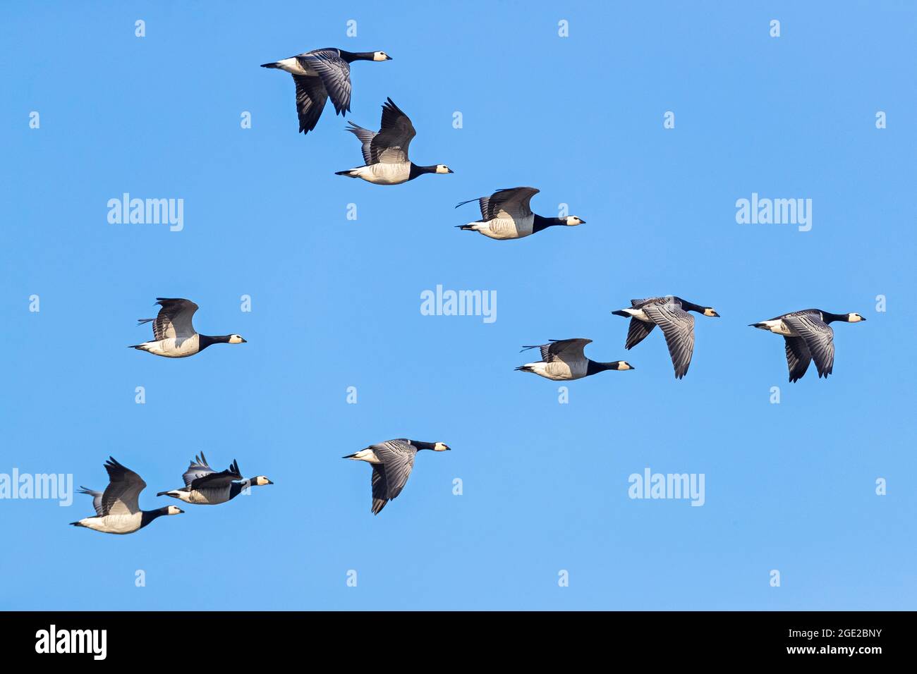 Barnacle Goose (Branta leucopsis). Flock in flight in V formation. North Frisia, Germany Stock Photo
