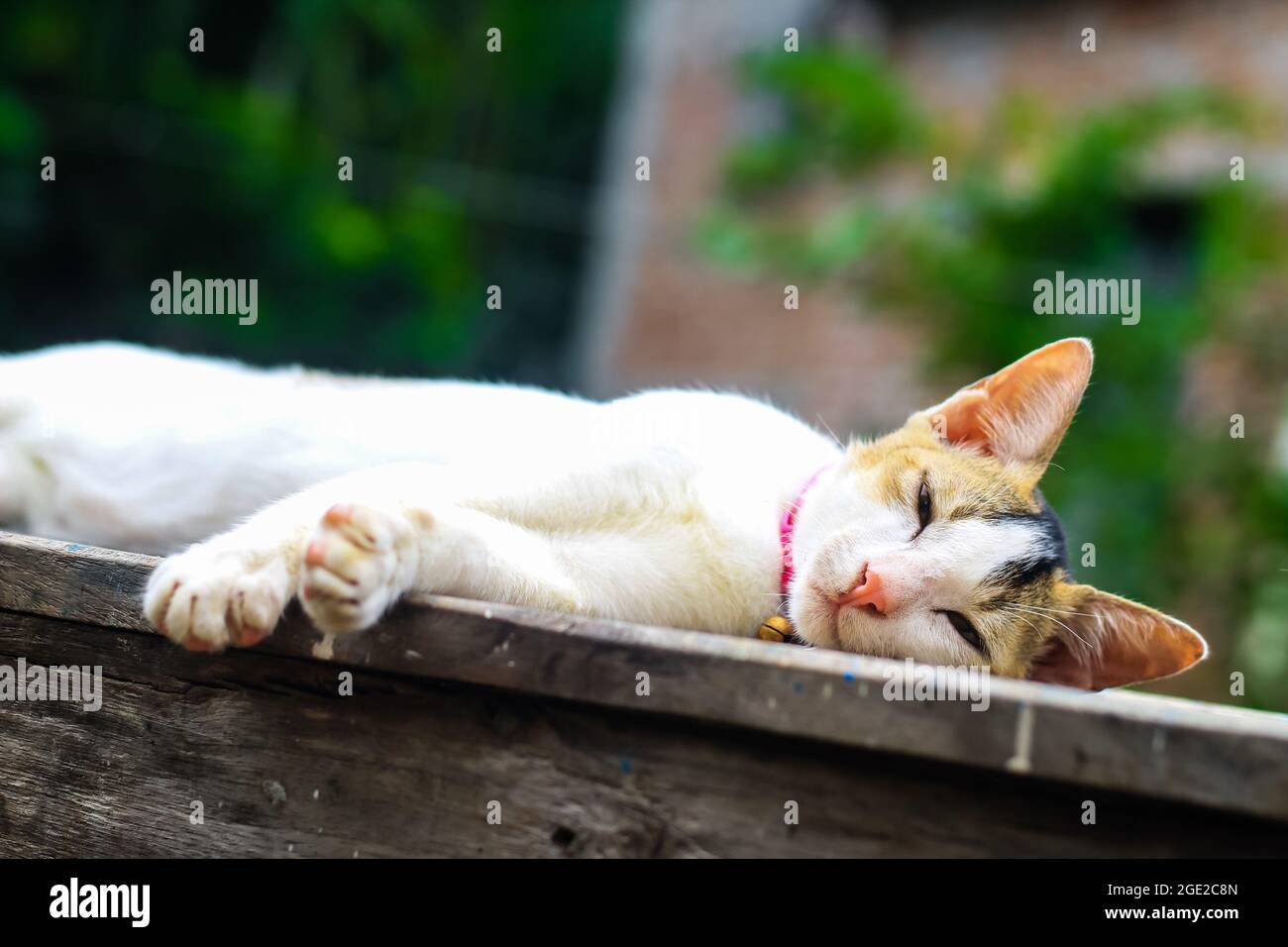 funny animals photography, white cat sleeping comfortably. Close up of  sleeping beauty white cat. Cute sleeping kitten Stock Photo - Alamy