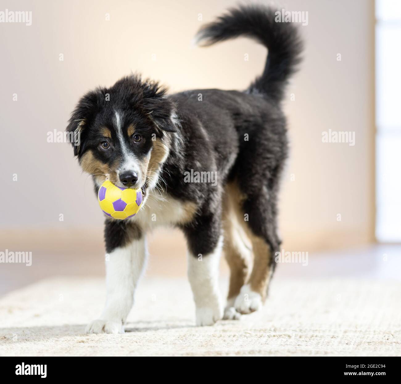 Australian Shepherd. Puppy playing with a ball. Germany Stock Photo