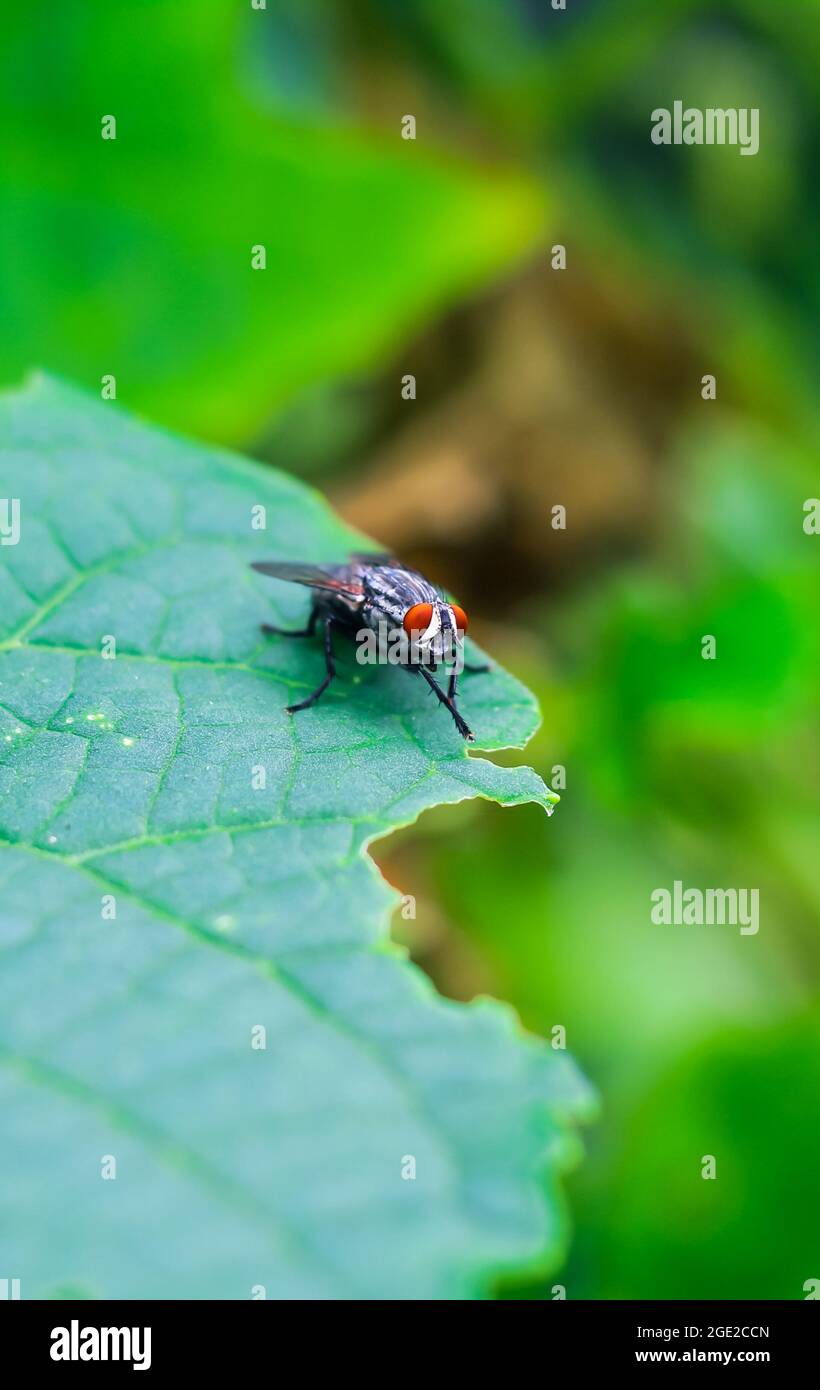 The fly with a water bubble on a green leaf, macro photography. Single fly on a green leaf blowing a bubble. Stock Photo
