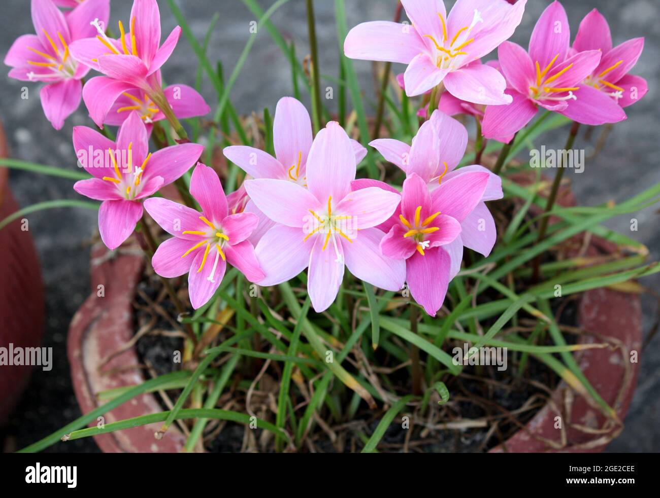 Pink rain lilies - both species (Zephyranthes rosea) light pink and (Zephyranthes carinata) dark pink can be seen here Stock Photo