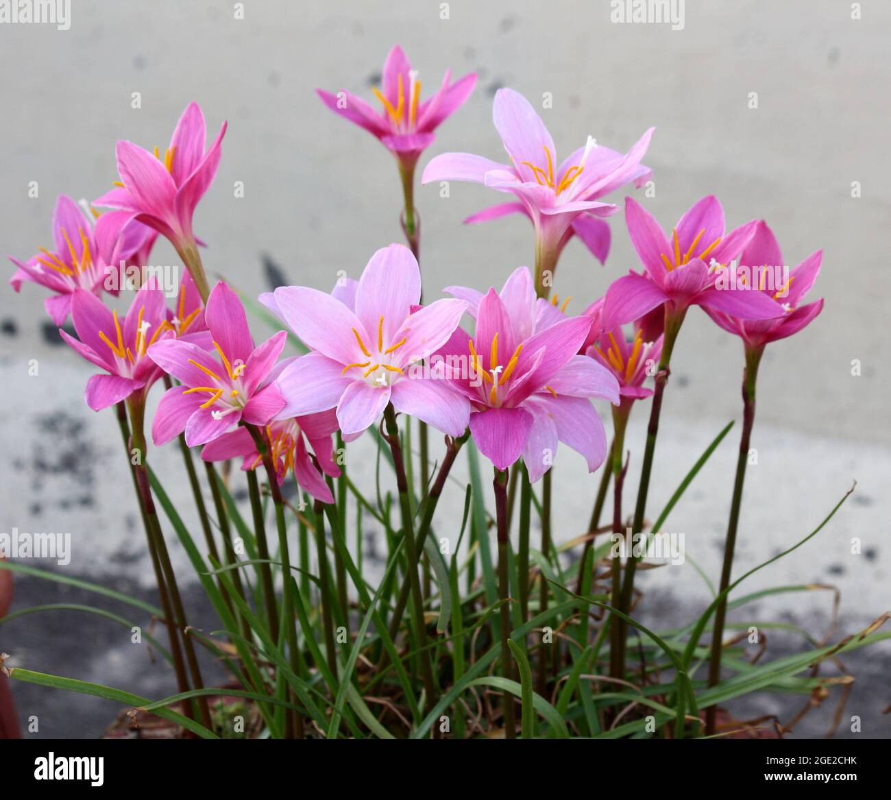 Pink rain lilies - both species (Zephyranthes rosea) light pink and (Zephyranthes carinata) dark pink can be seen here Stock Photo