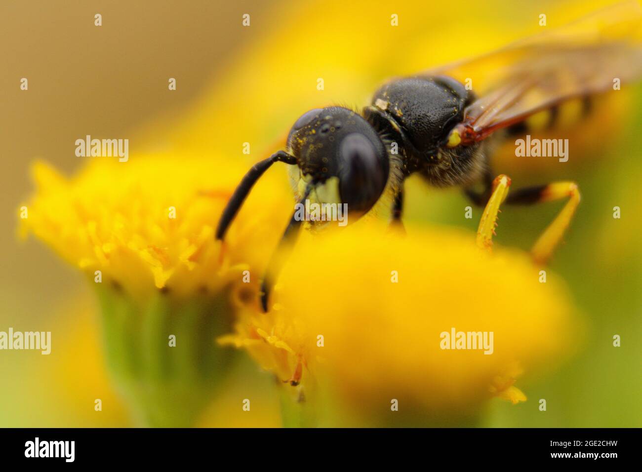 A wasp on an adventure Stock Photo