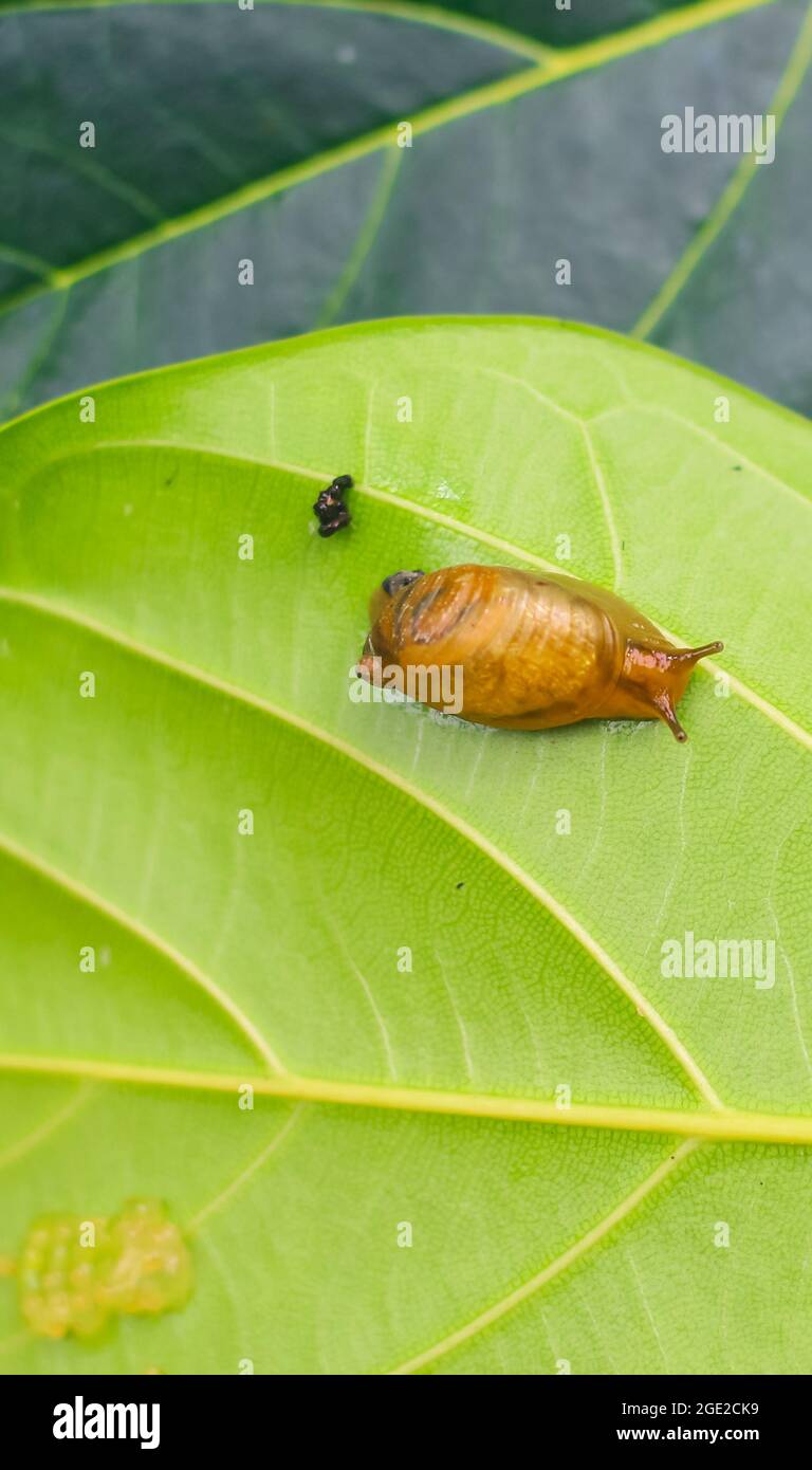 Garden snail (Helix asperse) on green leaf isolated. Save Earth concept. Snail on a green leaf, green nature background. Wild nature, environment. Stock Photo