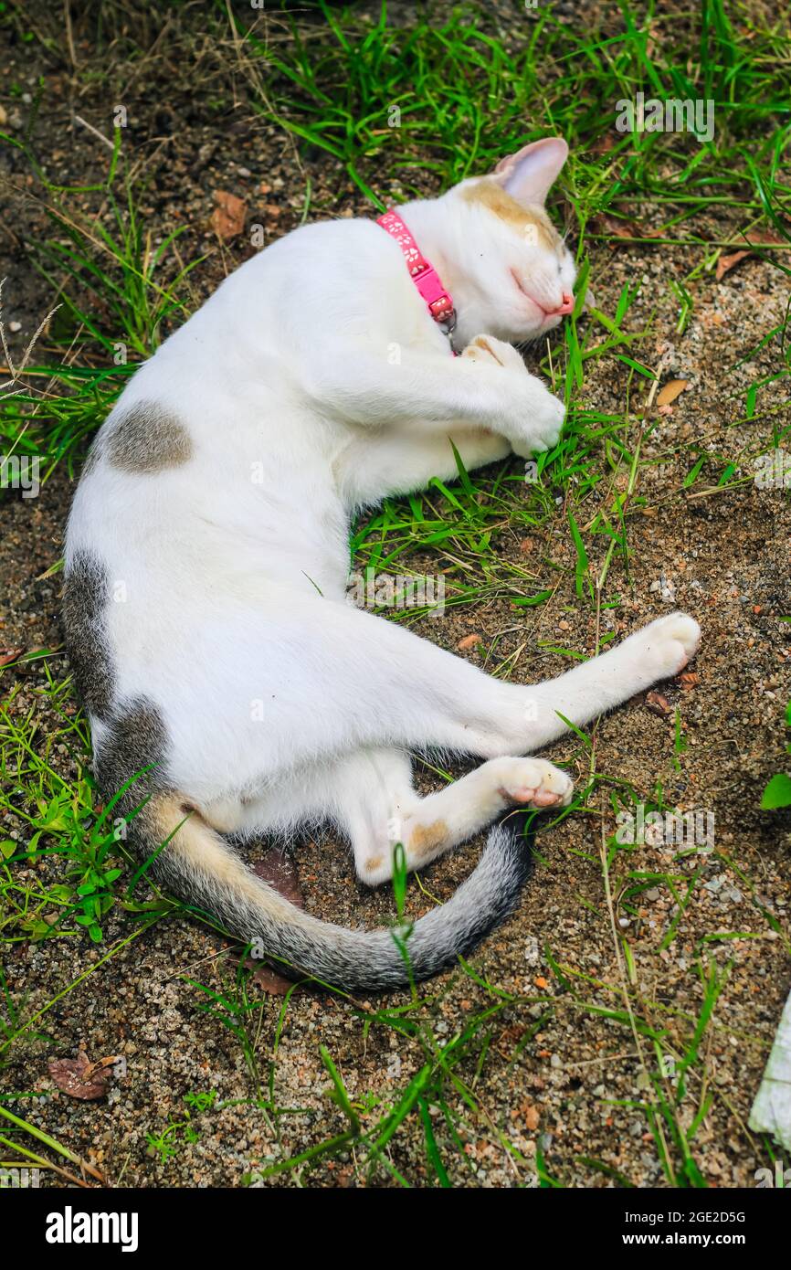 funny animals photography, white cat sleeping comfortably. Close up of sleeping beauty white cat. Cute sleeping kitten Stock Photo - Alamy funny animals photography, white cat sleeping comfortably. Close up of sleeping beauty white cat. Cute sleeping kitten Stock Photo - Alamy