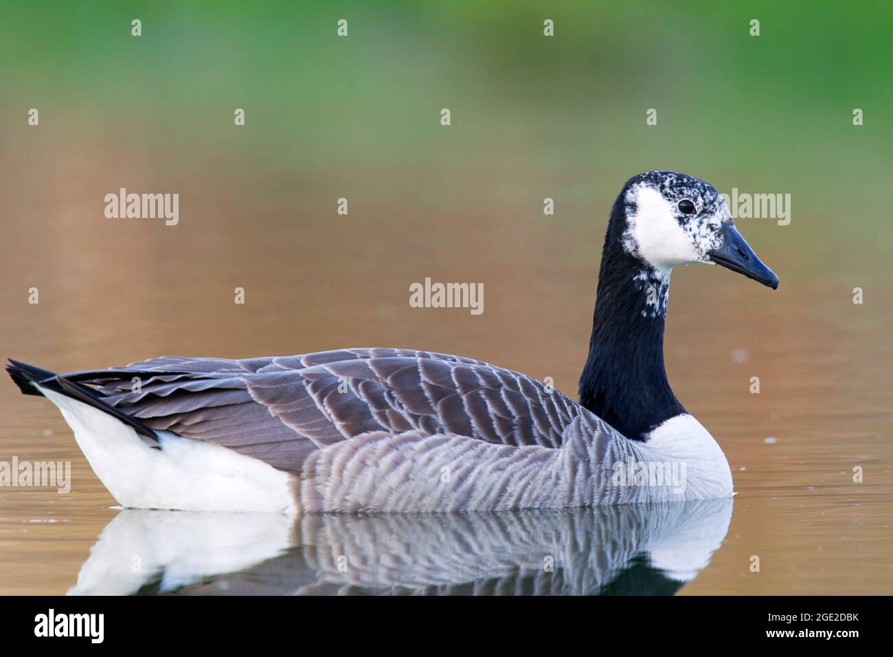 Canada Goose (Branta canadensis). Either a hybrid or a color mutant.  Germany Stock Photo - Alamy