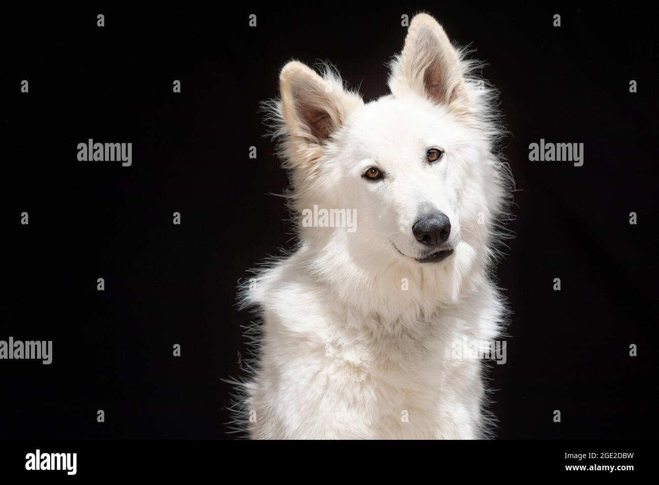 White Swiss Shepherd Dog. Portrait of adult, seen against a black background. Germany Stock Photo