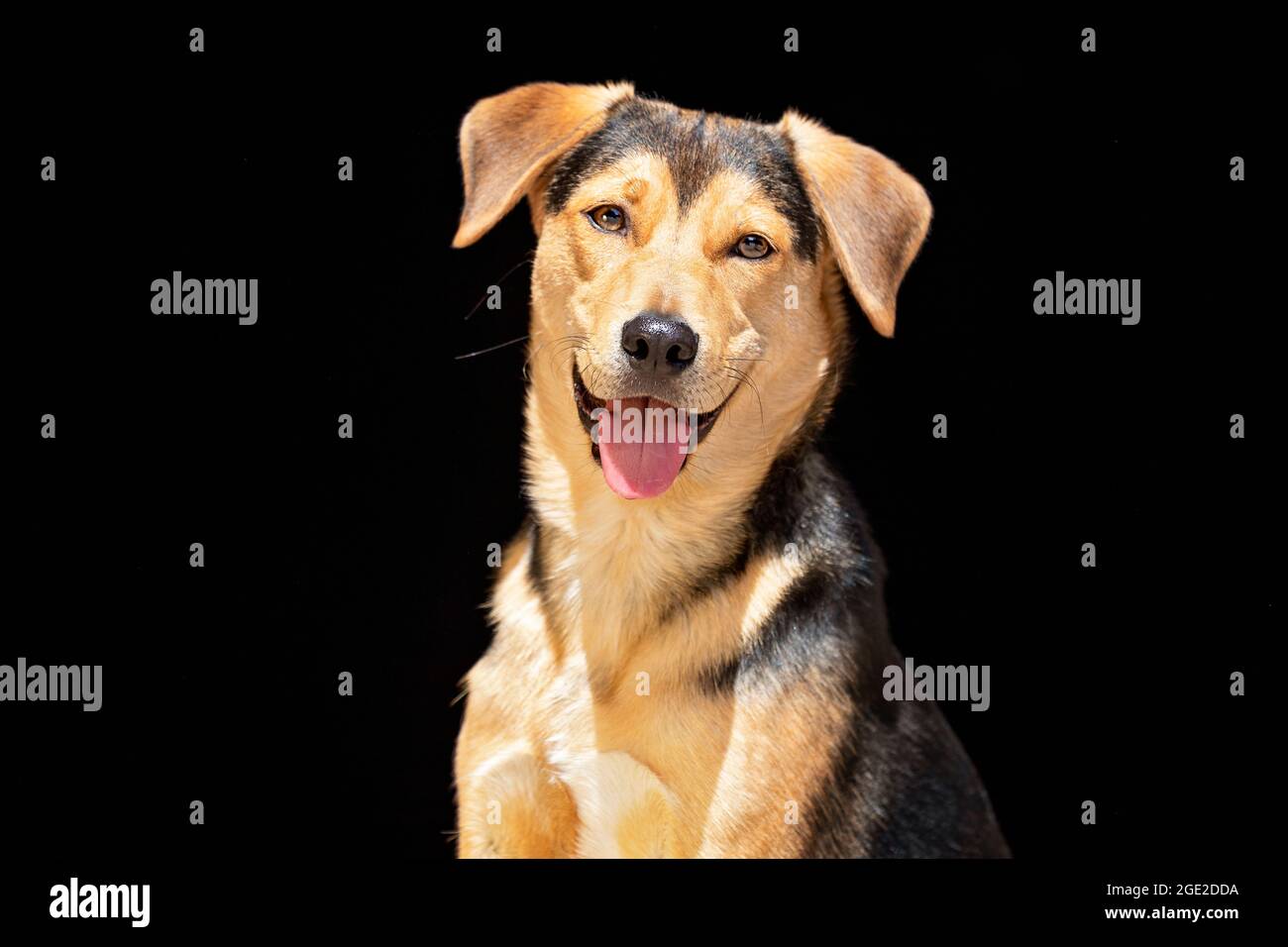 Mixed-breed dog. Portrait of adult, seen against a black background. Germany Stock Photo