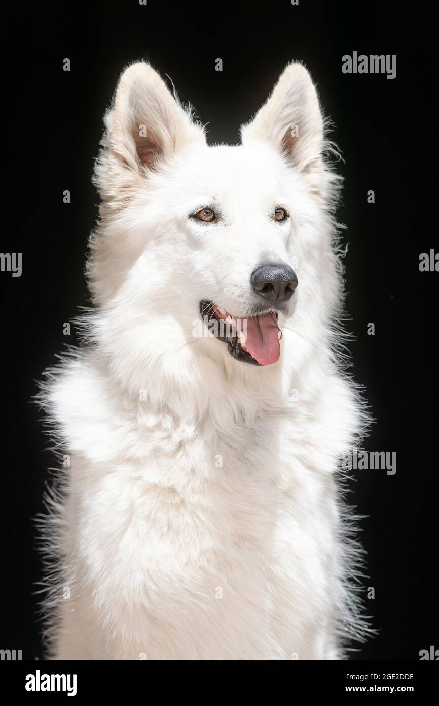White Swiss Shepherd Dog. Portrait of adult, seen against a black background. Germany Stock Photo