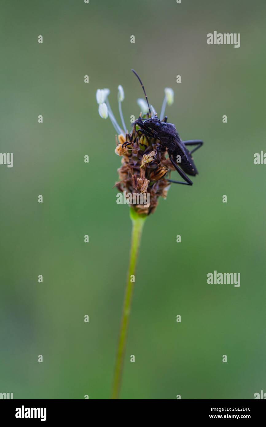 Alydus calcaratus bug sitting on plantain flower. Macro photo of animal Stock Photo
