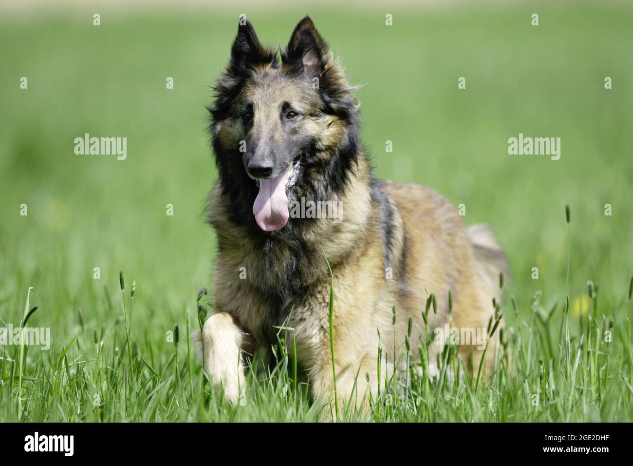 Belgian Shepherd Dog, Tervuren. Adult running on a meadow. France Stock Photo