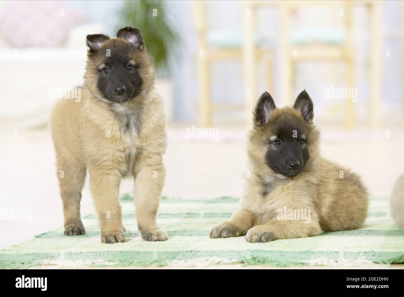 Tervuren (Belgian Shepherd dog). Two puppies on a rug. Germany Stock Photo