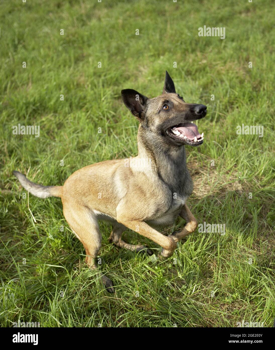 Belgian Shepherd, Malinois. Adult leaping on a meadow. Germany Stock Photo