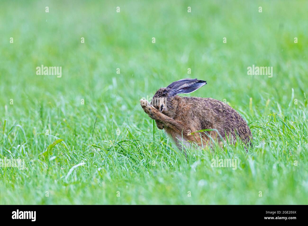 European Brown Hare (Lepus europaeus) grooming after rain. Germany Stock Photo