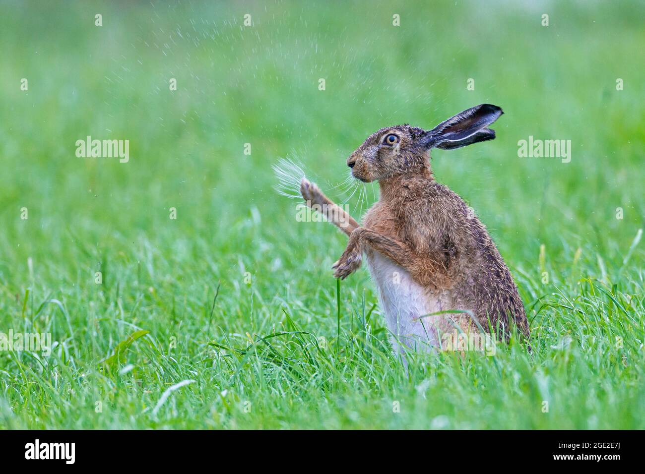 European Brown Hare (Lepus europaeus) shaking itself after rain. Germany Stock Photo
