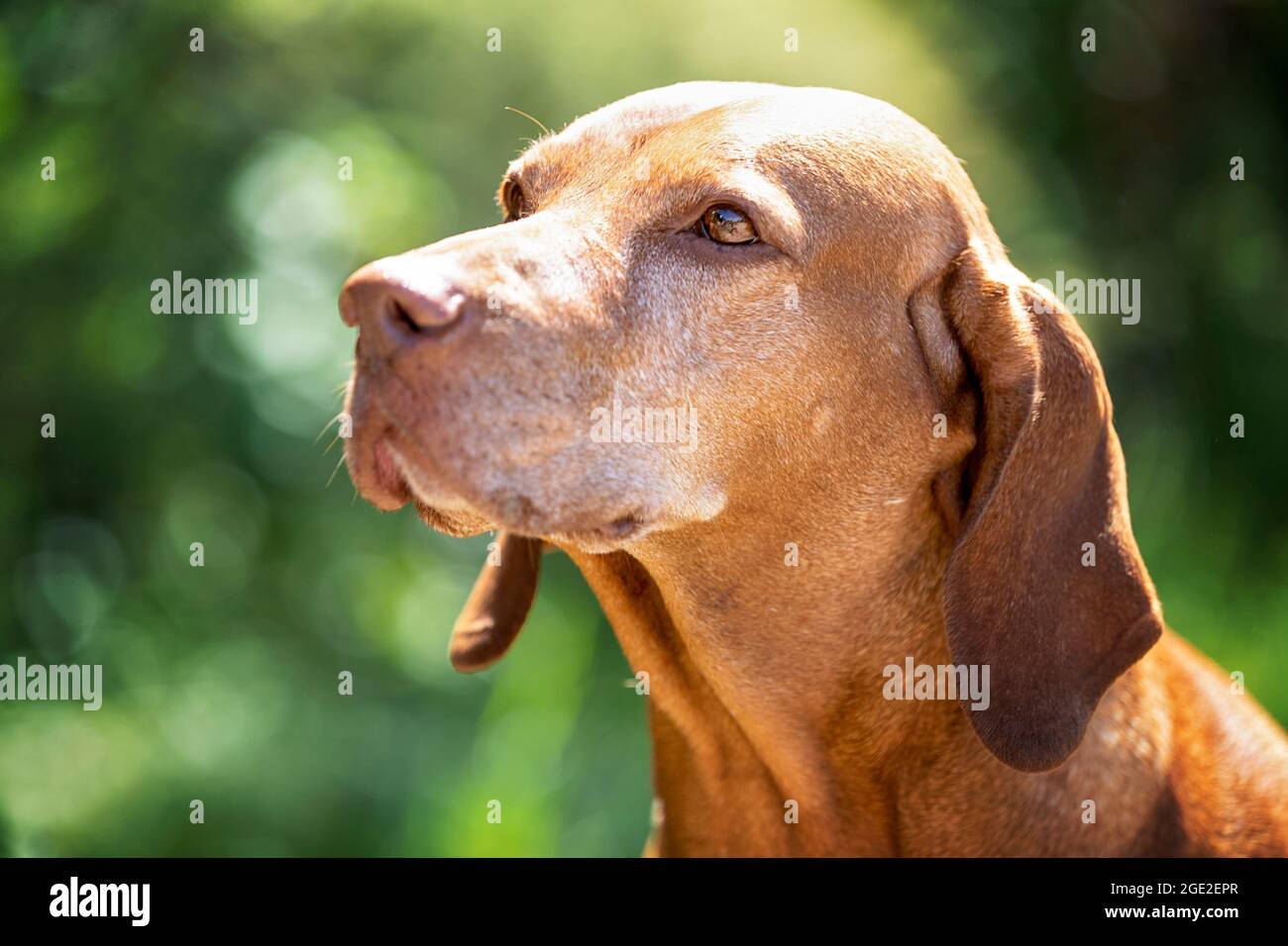 Old vizsla dog portrait hi res stock photography and images Alamy