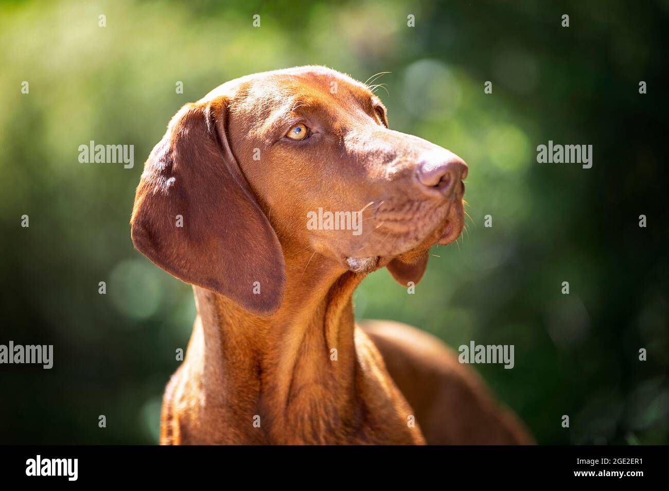 Magyar Vizsla. Portrait of adult dog. Germany Stock Photo